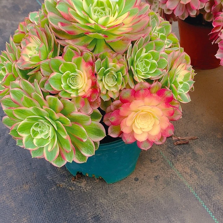 小***¹法师粉体海王玉芙蓉96700