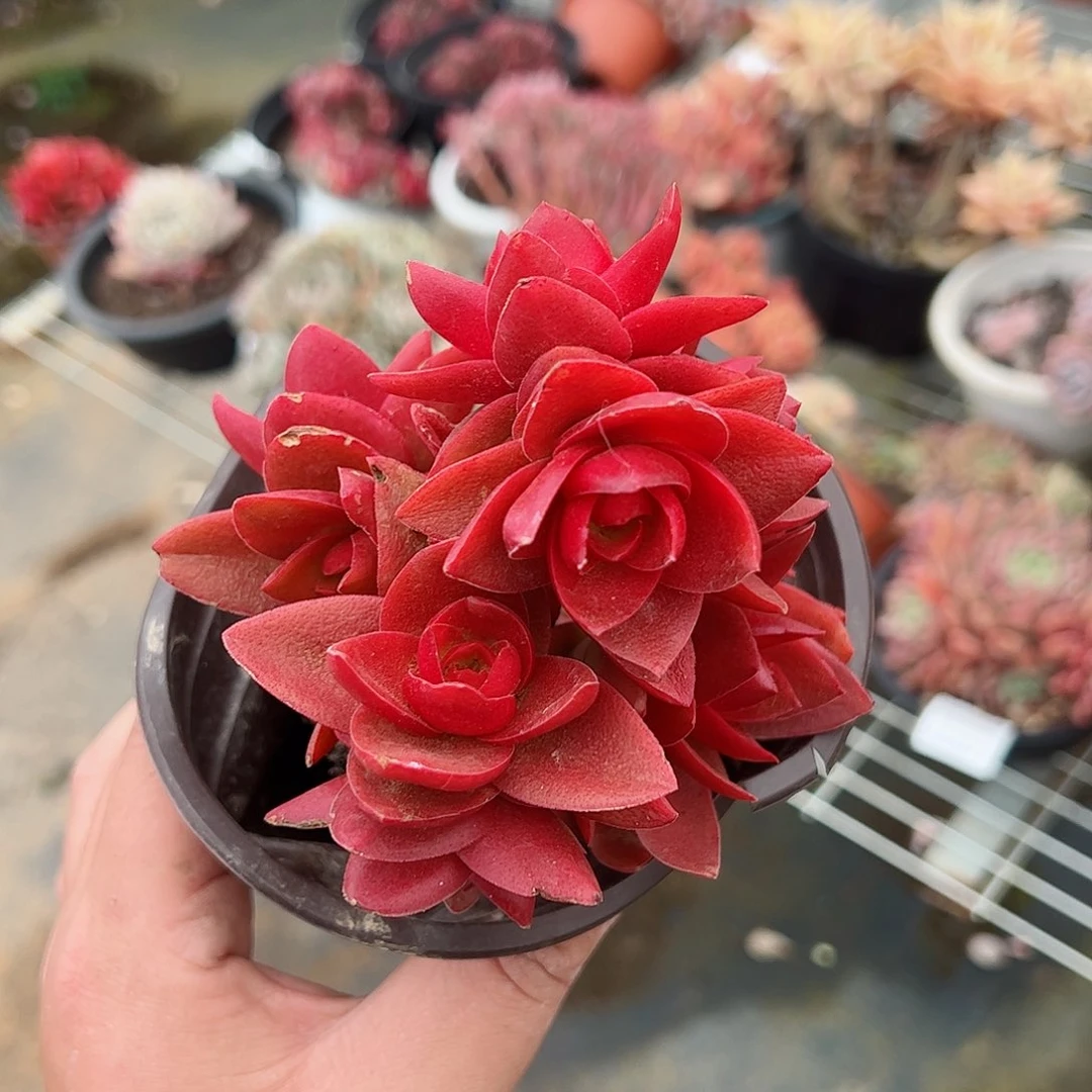 火祭整桩群生小盆