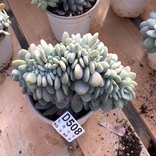 粉兔缀化508 亏本处理退款拉黑7/8天发货