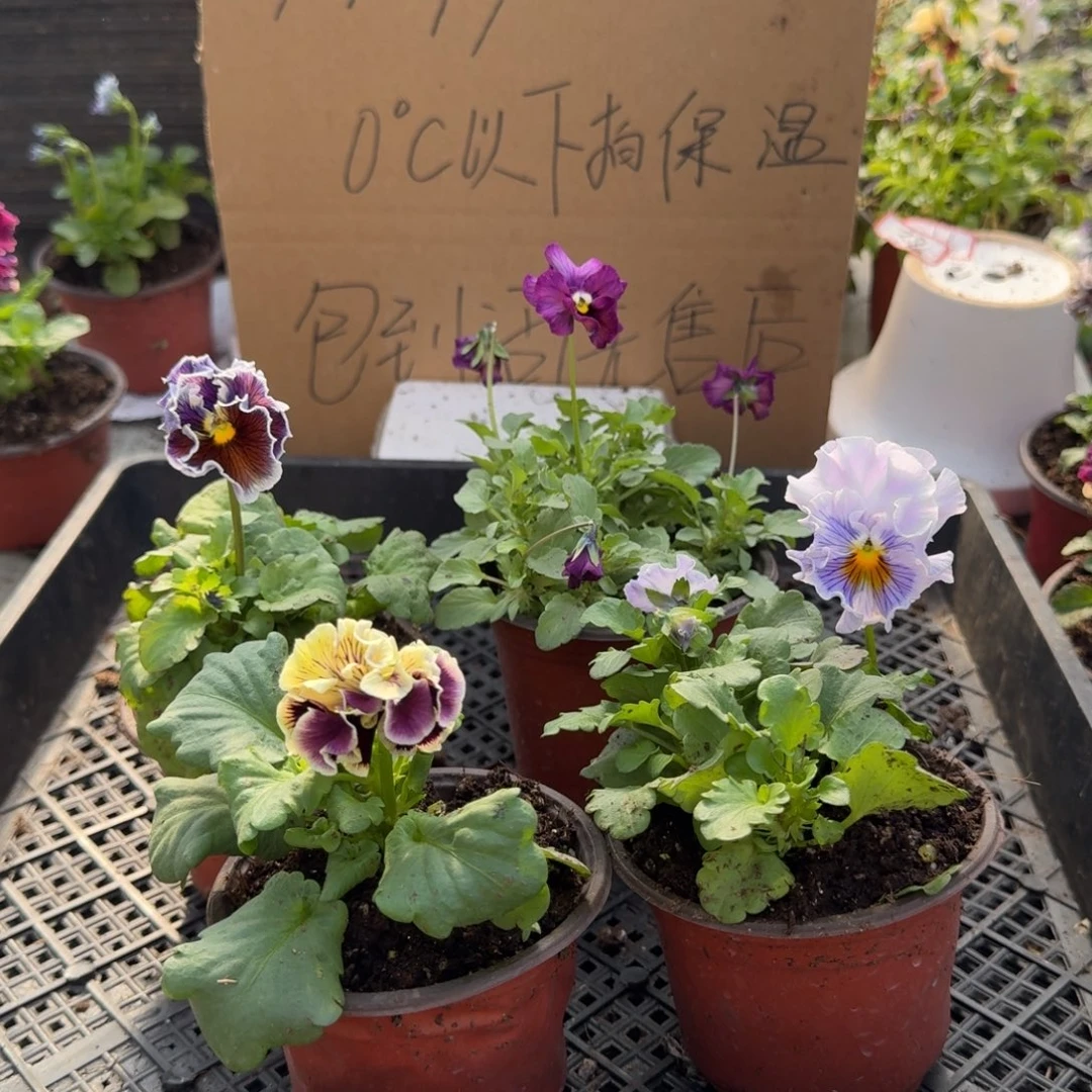 大部分花苞少量开放136