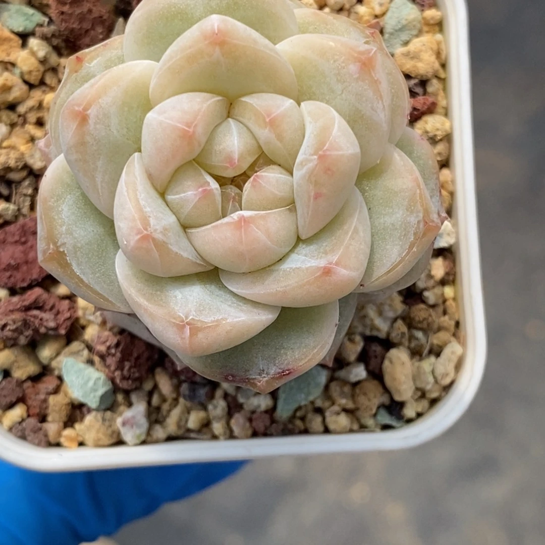 ✨****?东篱295东篱下多肉植物盆栽