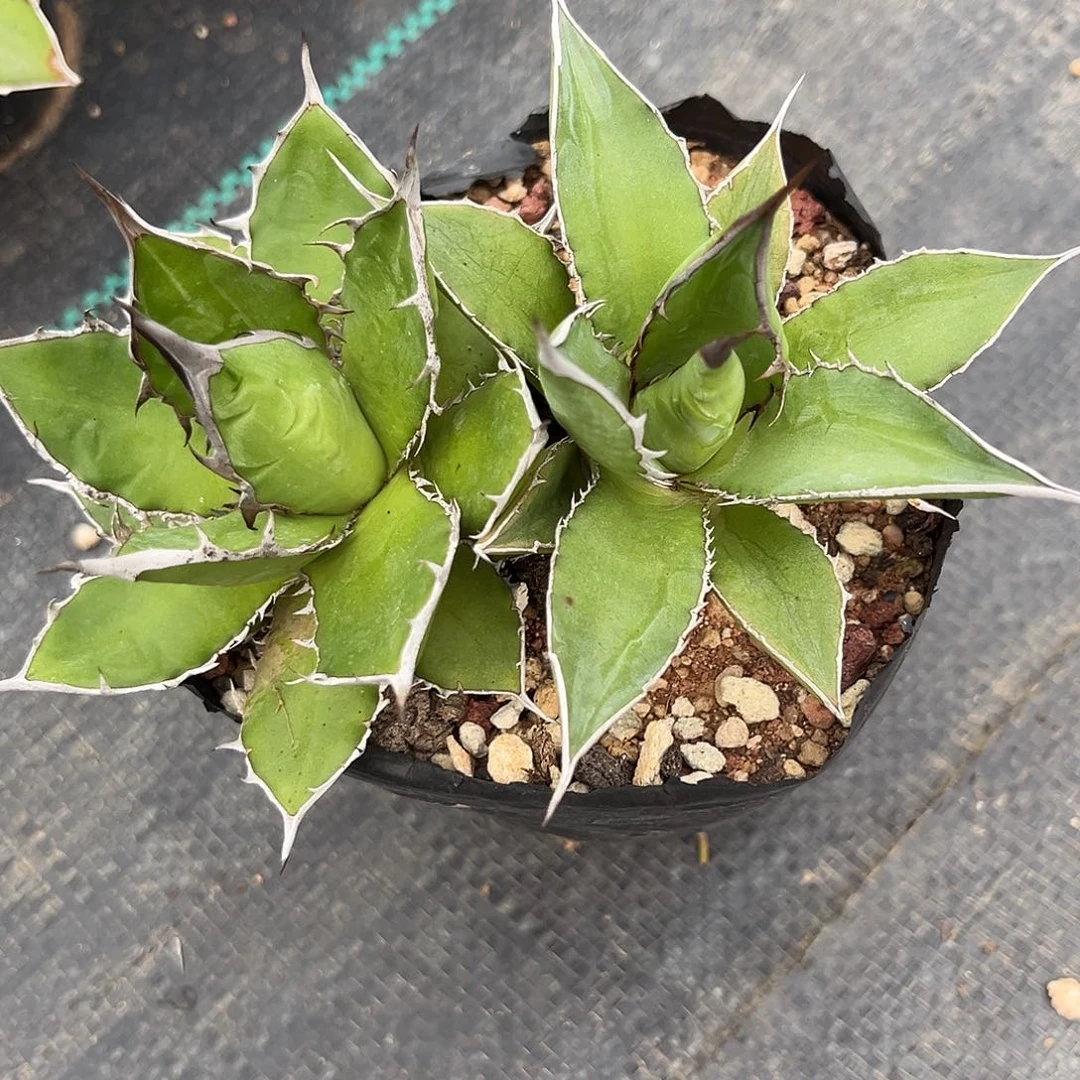 双头霍利达龙舌兰多肉植物