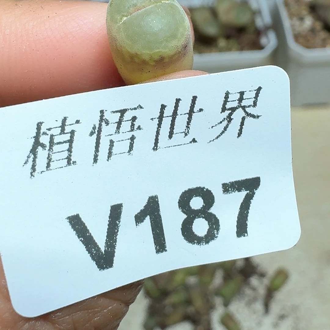 187号多的植物哇vg h