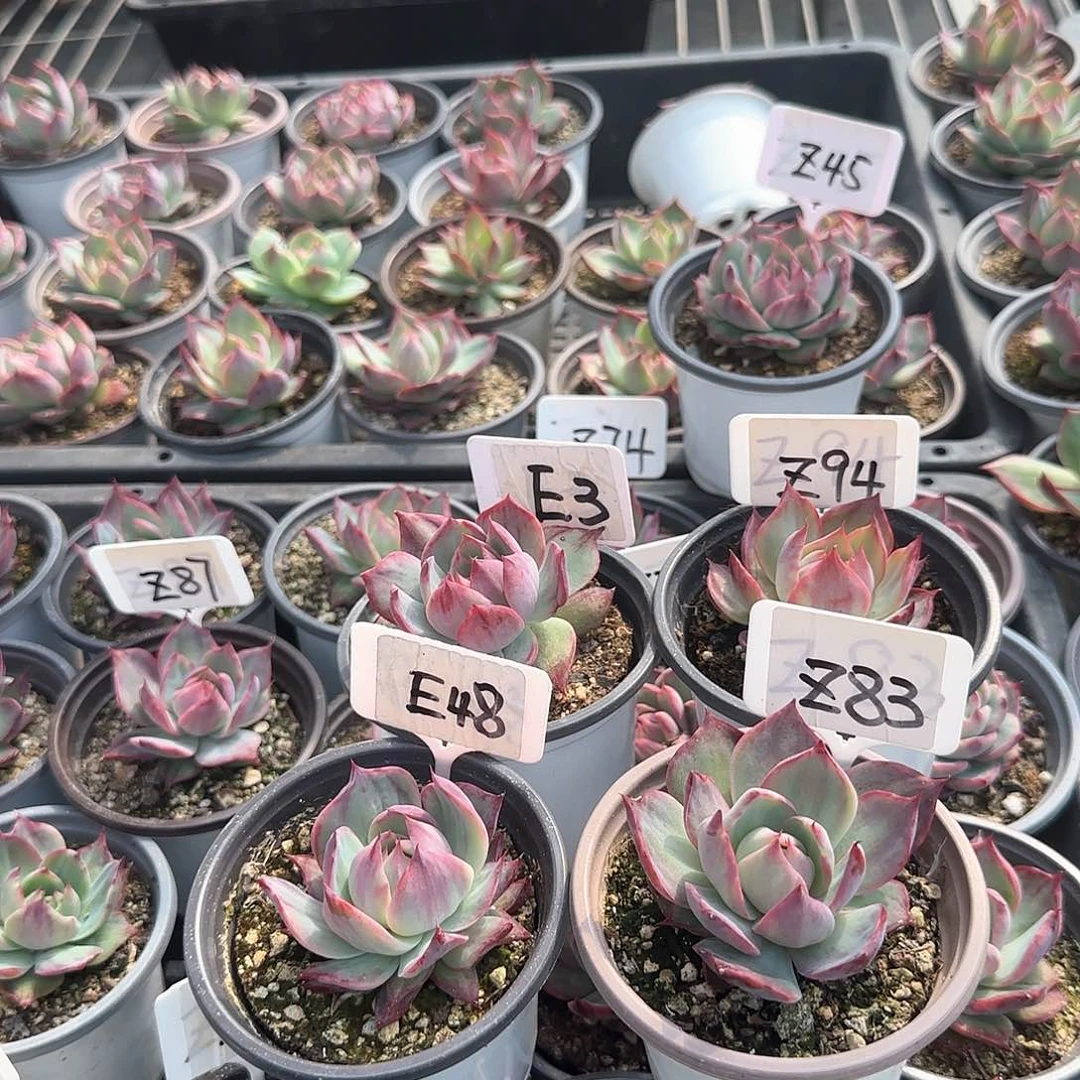 b****g惊鸿仙子E3.48Z83.94多肉