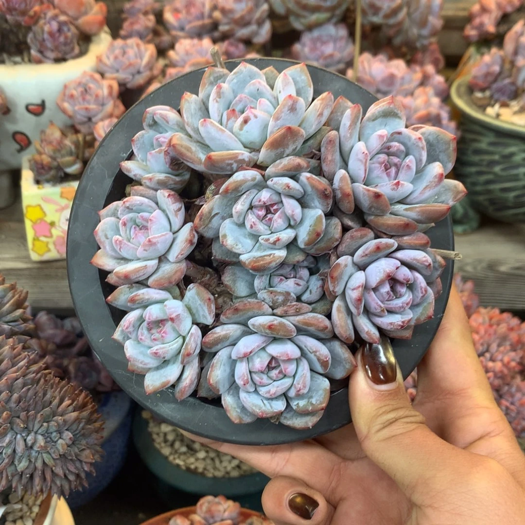 石榴籽漳州花花花