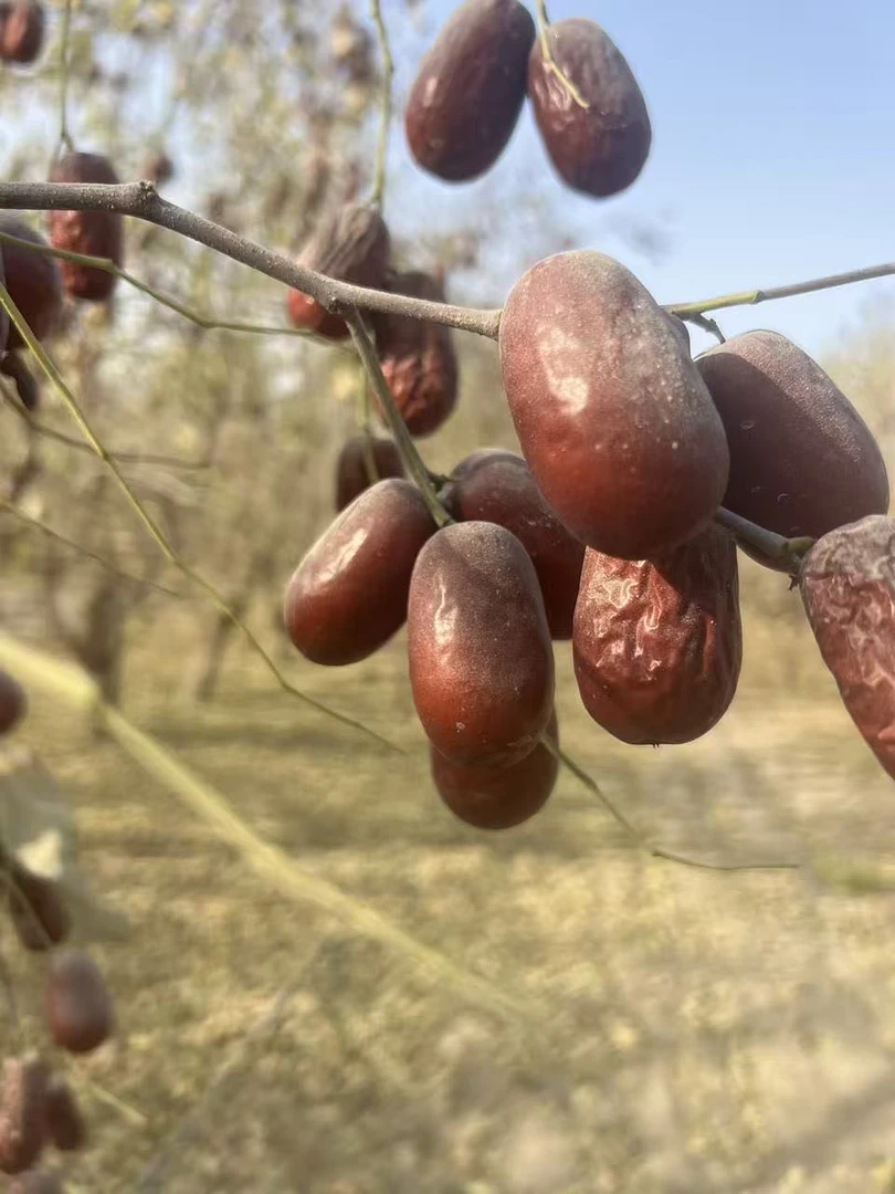 新疆和田地区特产二级大红枣特别好吃原味儿干果无添加纯天然