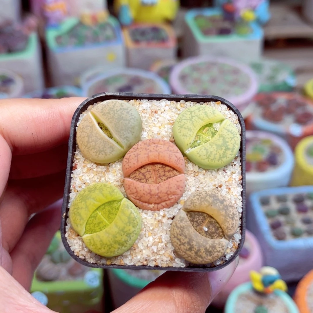 165. 7788767898667888