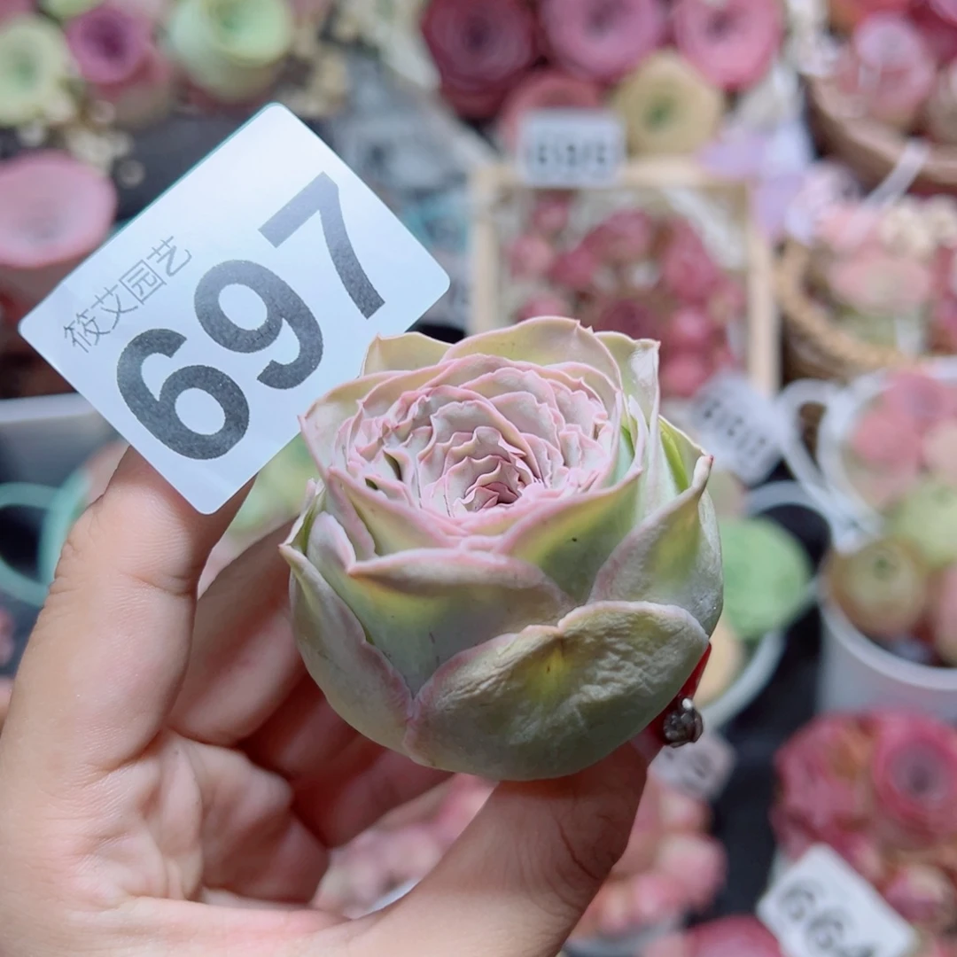 可****697超卷心菜包子。