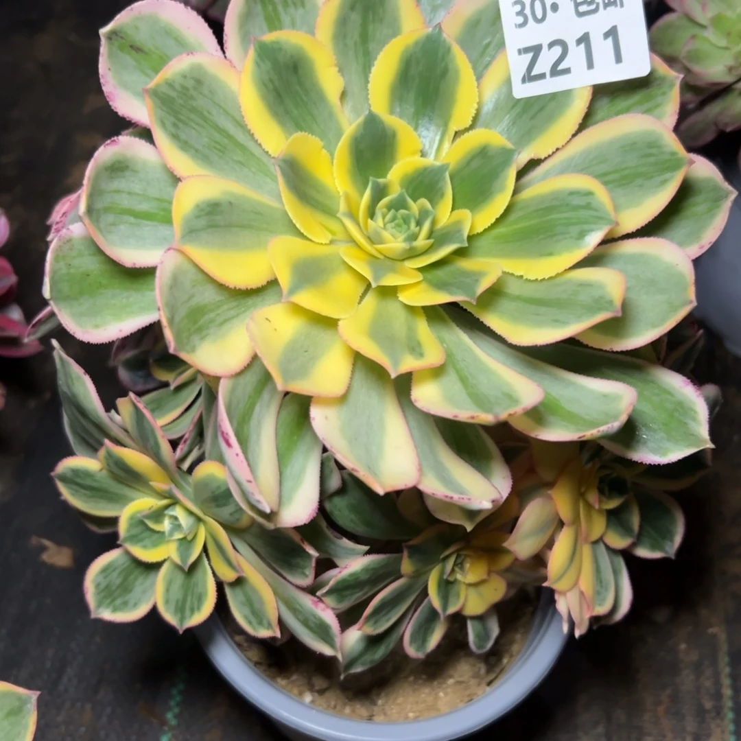 211灿烂多肉法师