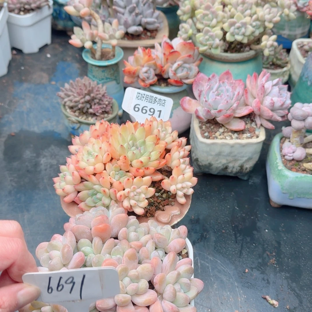 s****?多肉6691…………………………