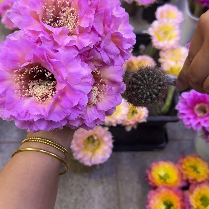 204彩草国色歪无根侧牙4公分左右，20包邮