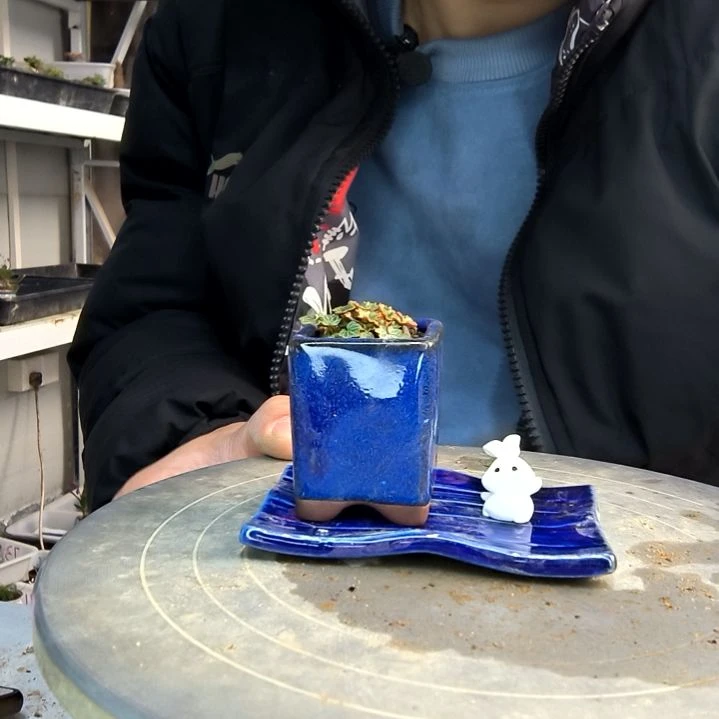 用****2小盆景小植物一物一拍67