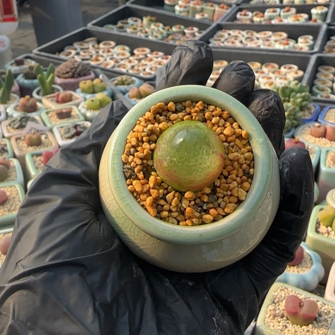 3481-一物一拍 带盆