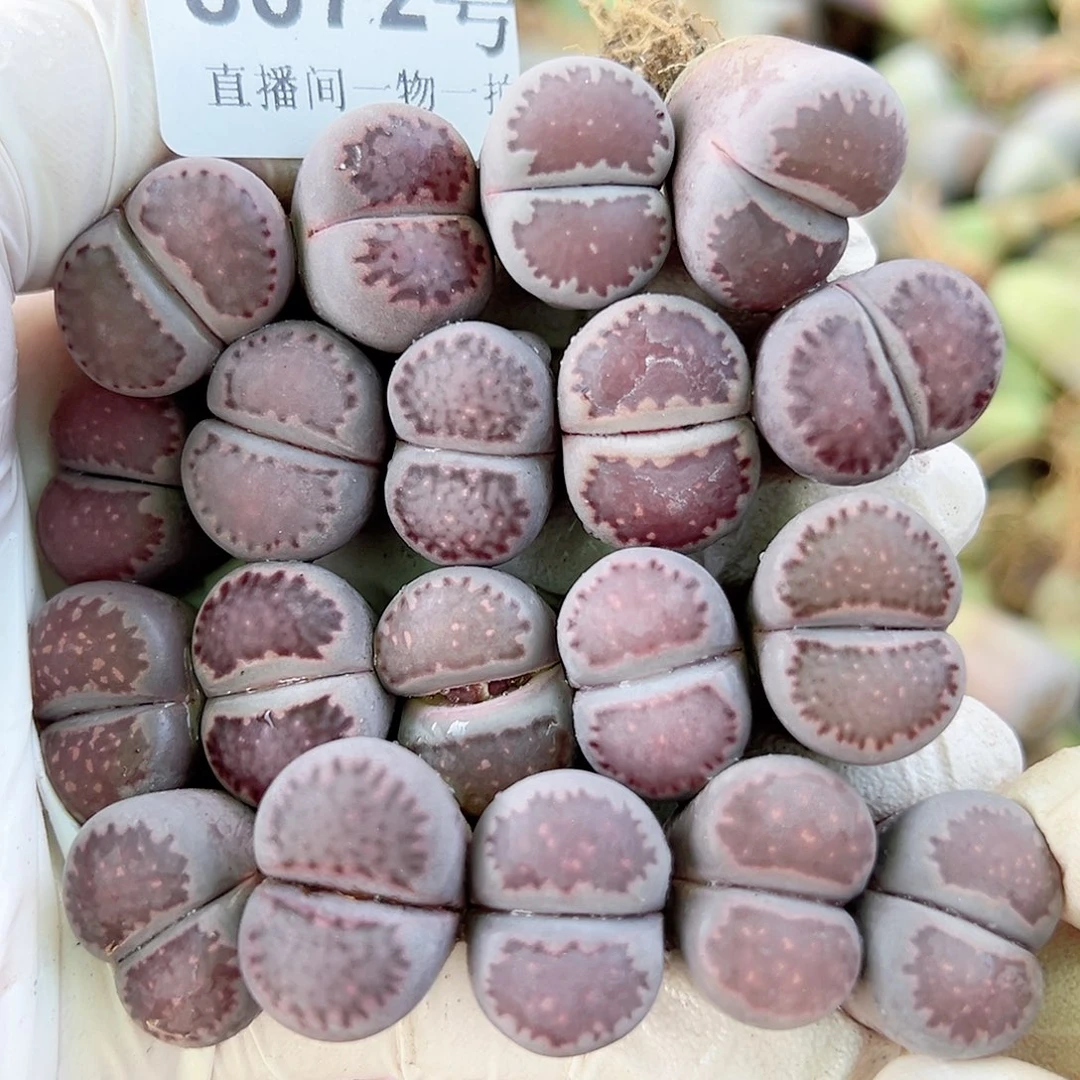 8072 好养易活生石花大母本19个