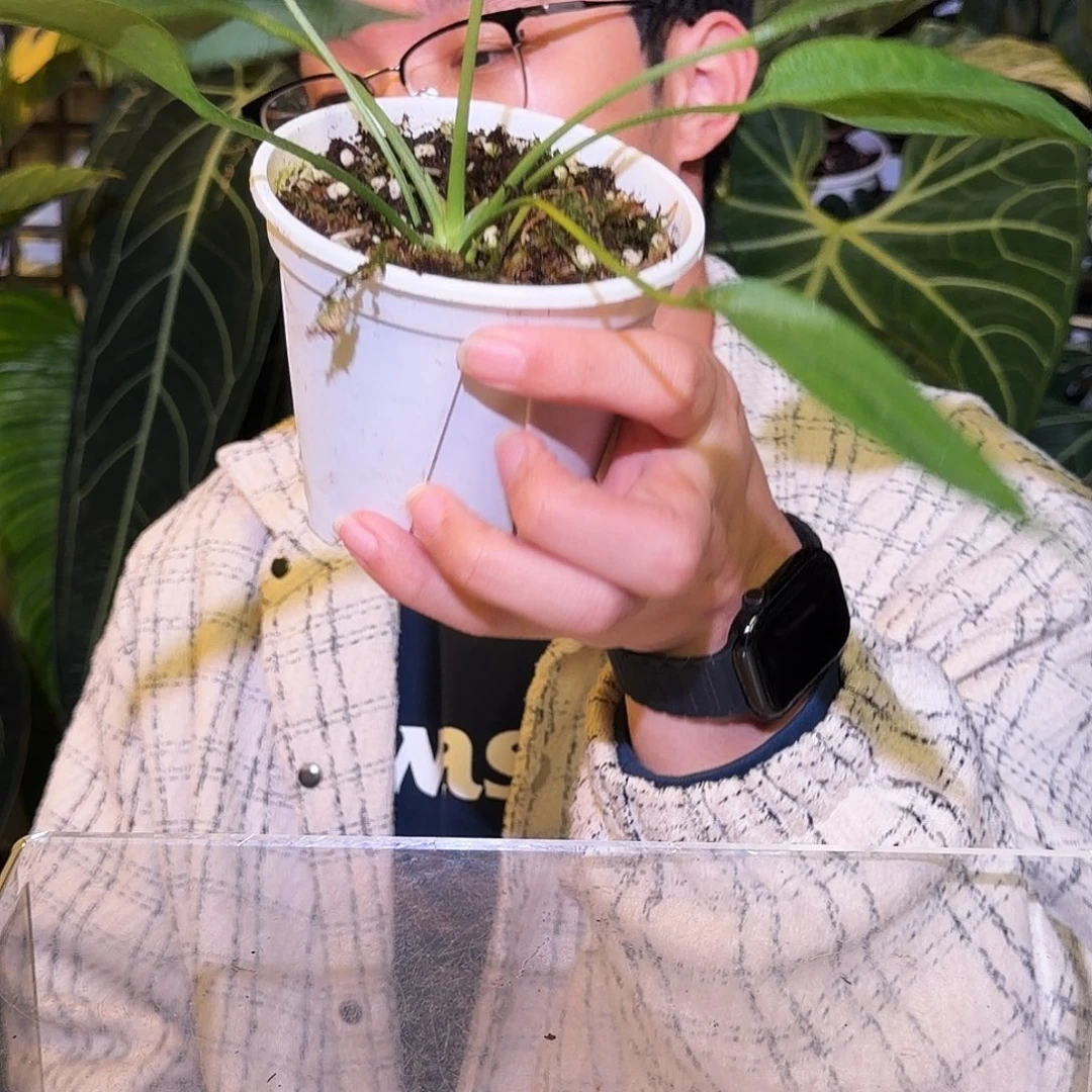 完全开放J119  V塔领带