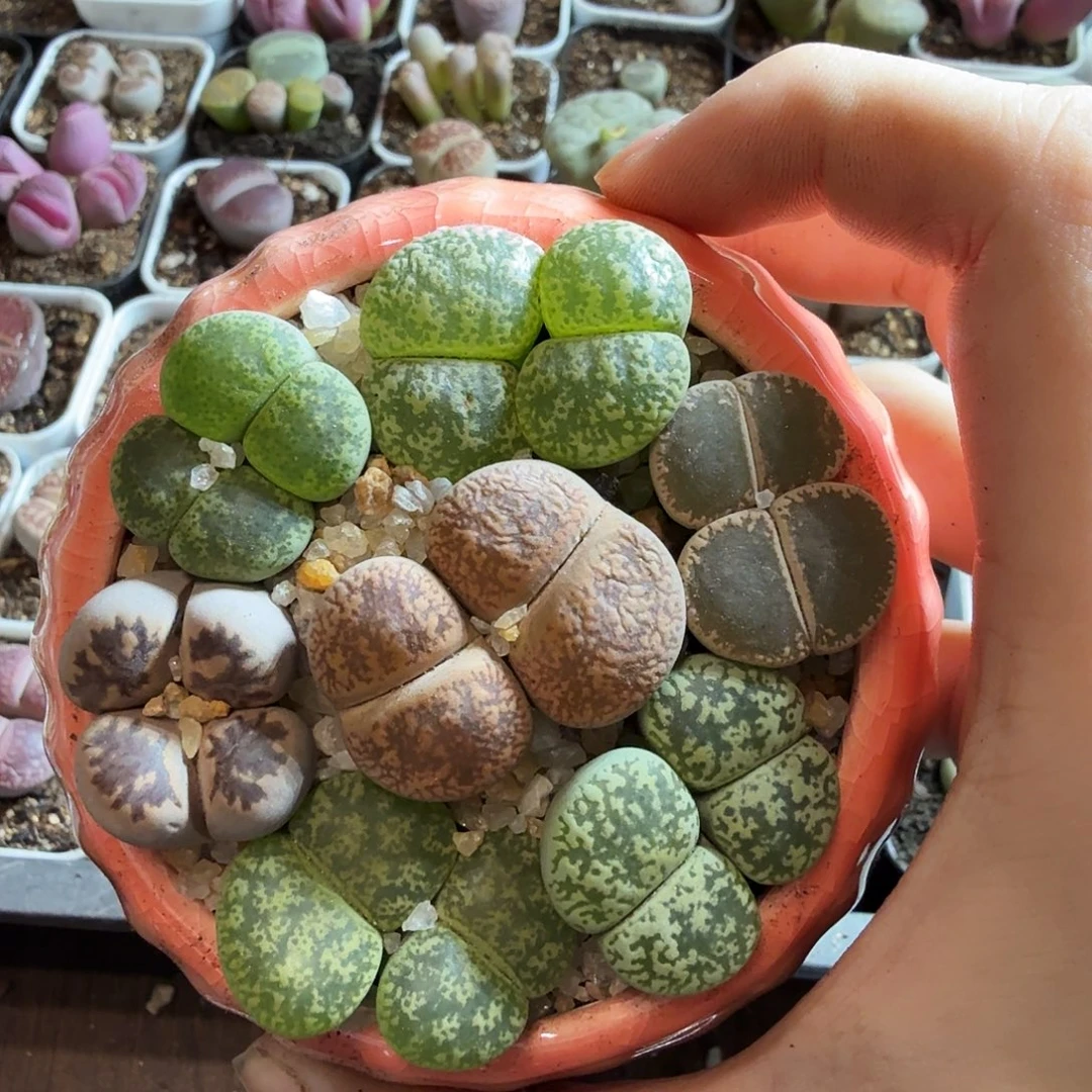 光***-多肉植物和植物的生长90