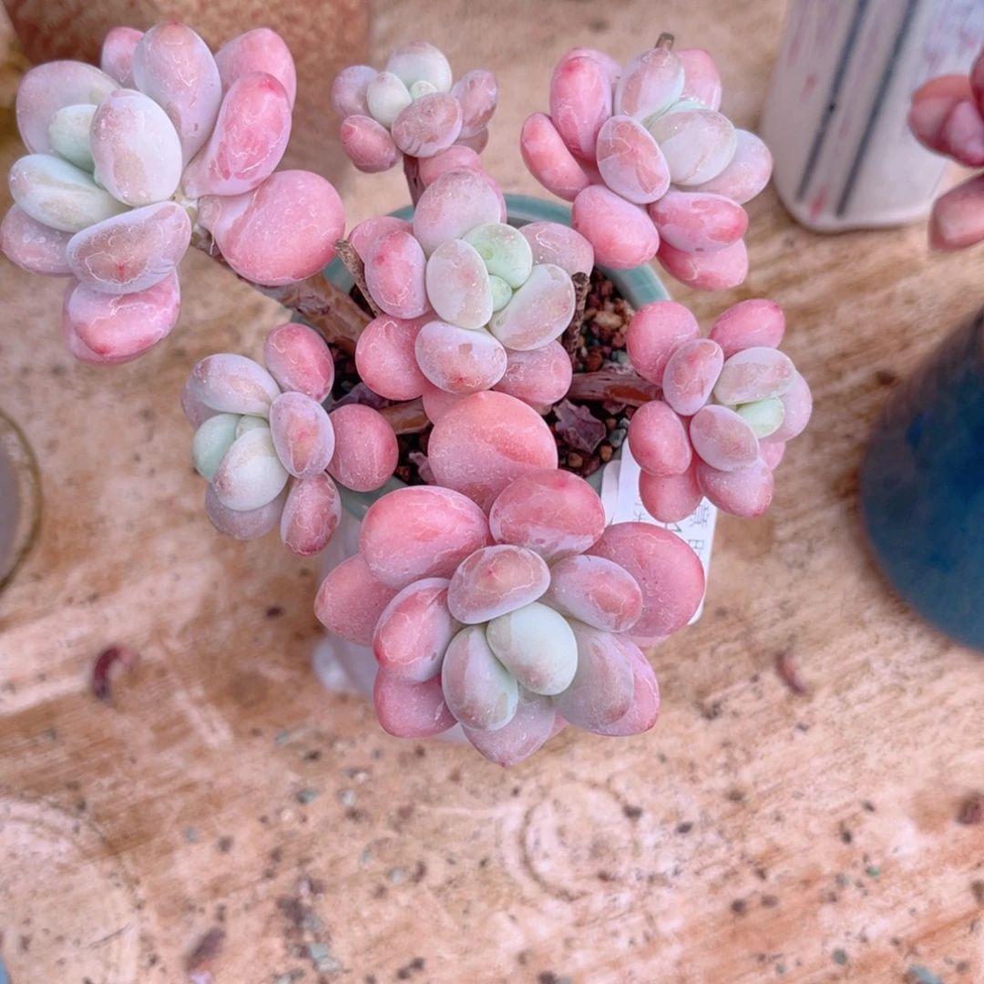 409 香草落神 带陶瓷盆发货 一物一拍