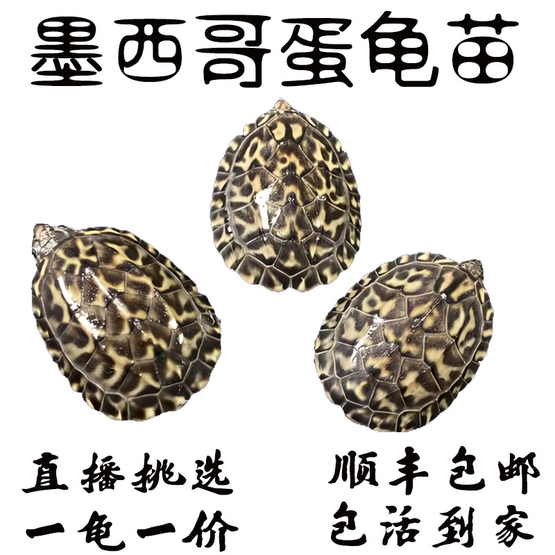 [墨蛋苗] 墨西哥蛋龟 墨蛋苗  白墨满头纹基因苗 观赏龟 宠物龟