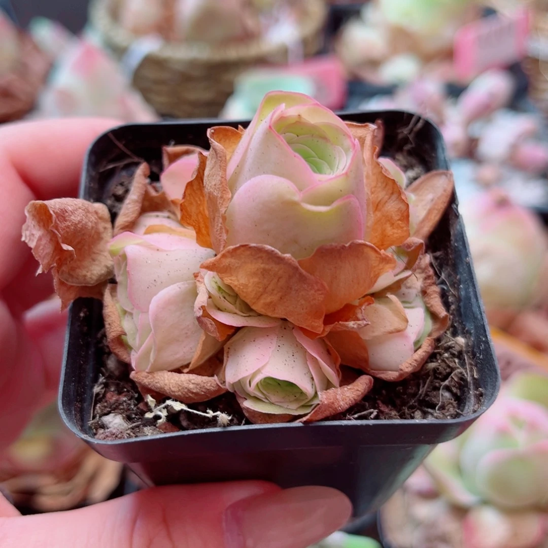 213 姝帕小手捧 一物一拍