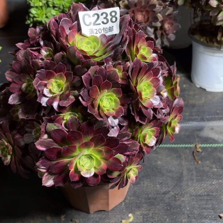 瑞妈一物一拍238