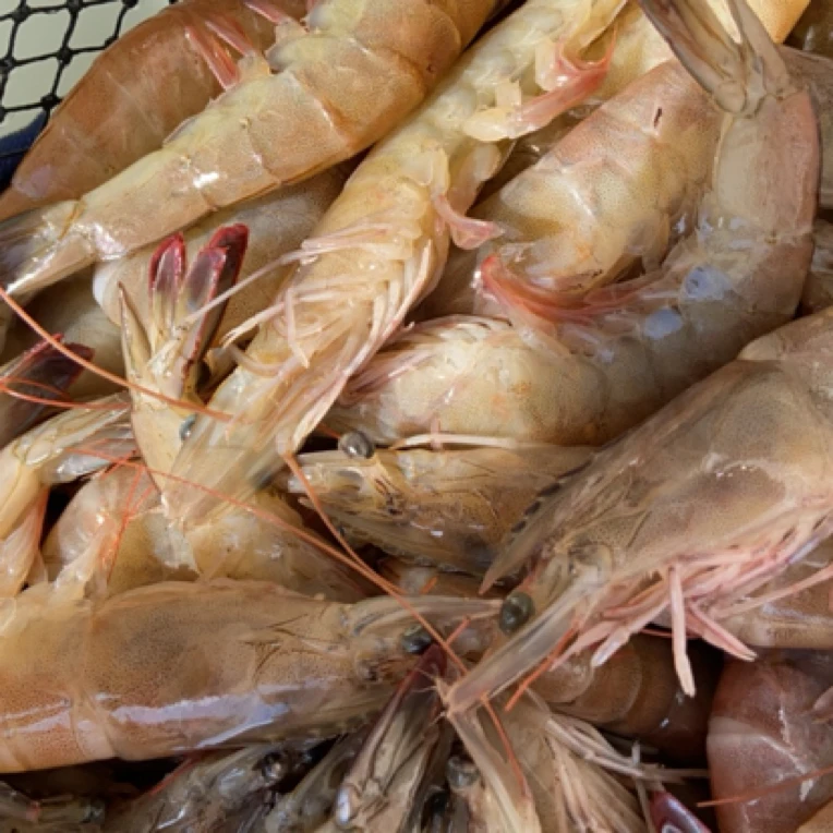 【西西专属福利】基围虾99/4斤（不挑选）