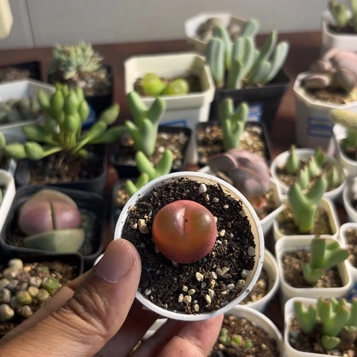 0014 毛汉尼多肉植物