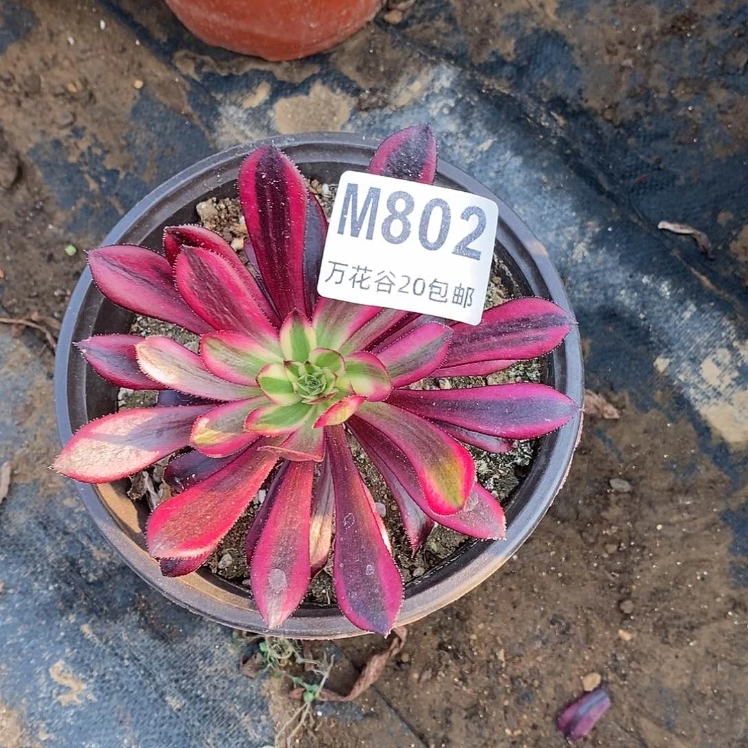 802墨法锦多肉植物