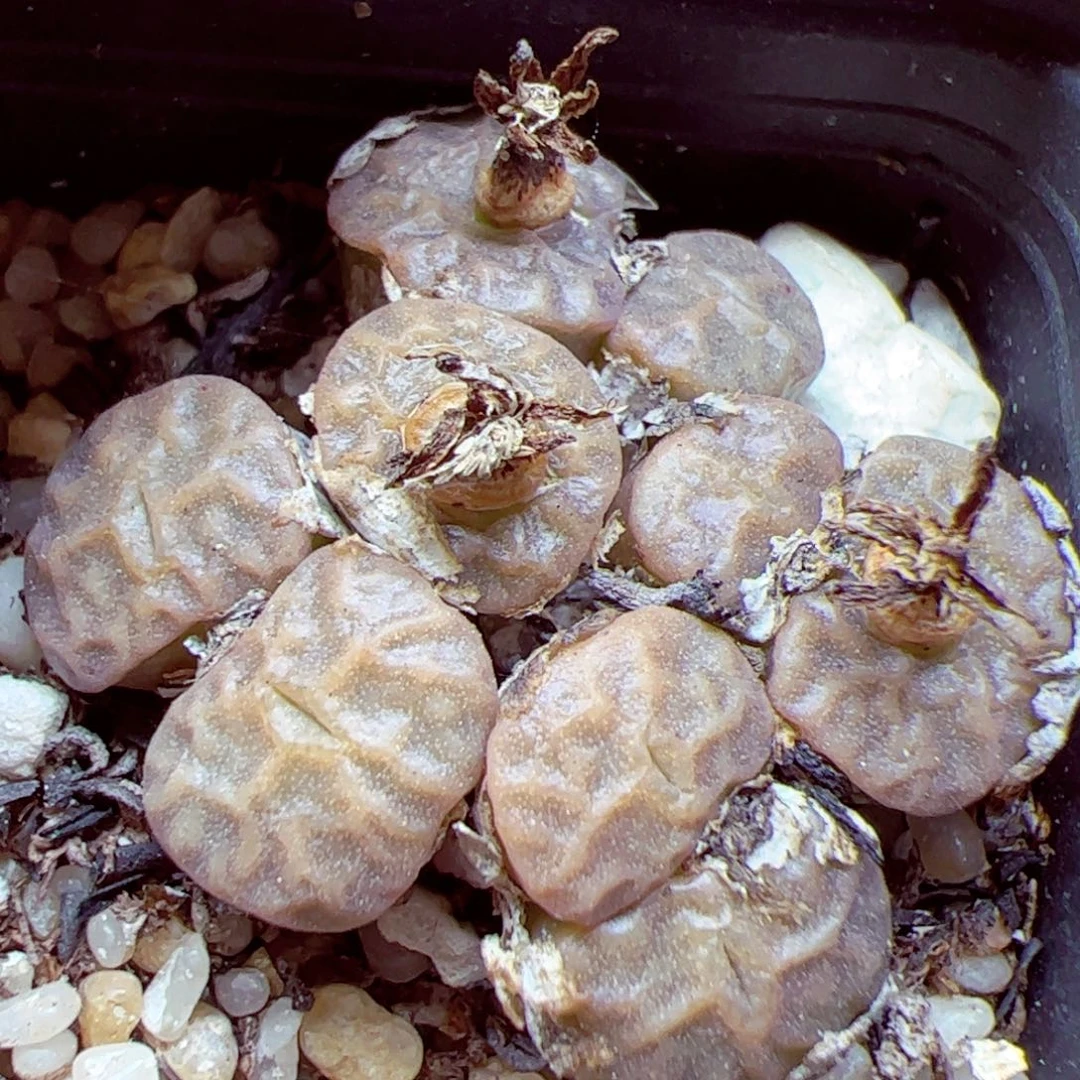 115 优秀的肉肉136