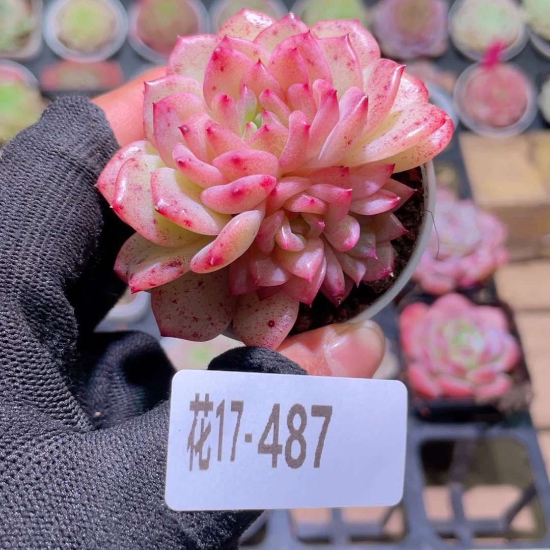 花利美17-487新麦秆