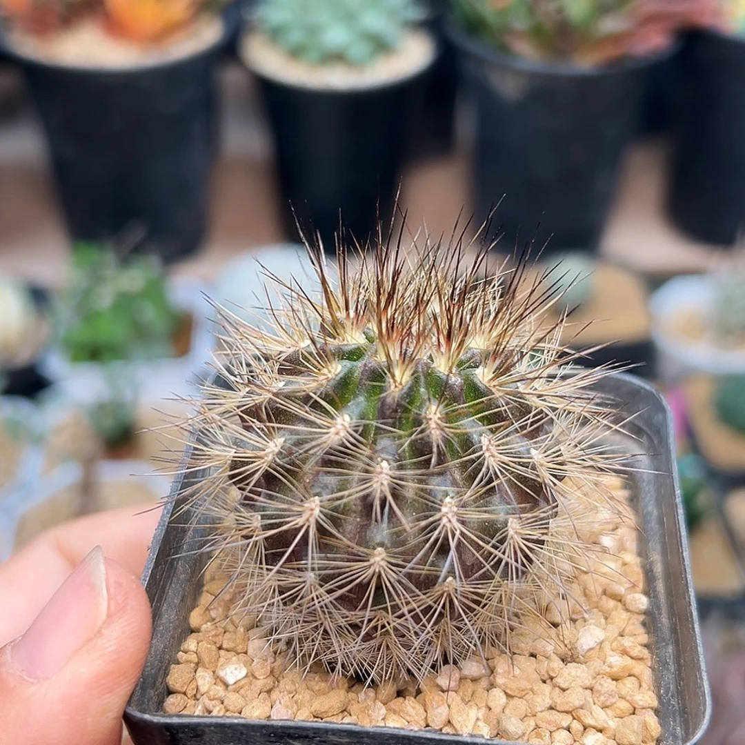 智利球属实生球一颗