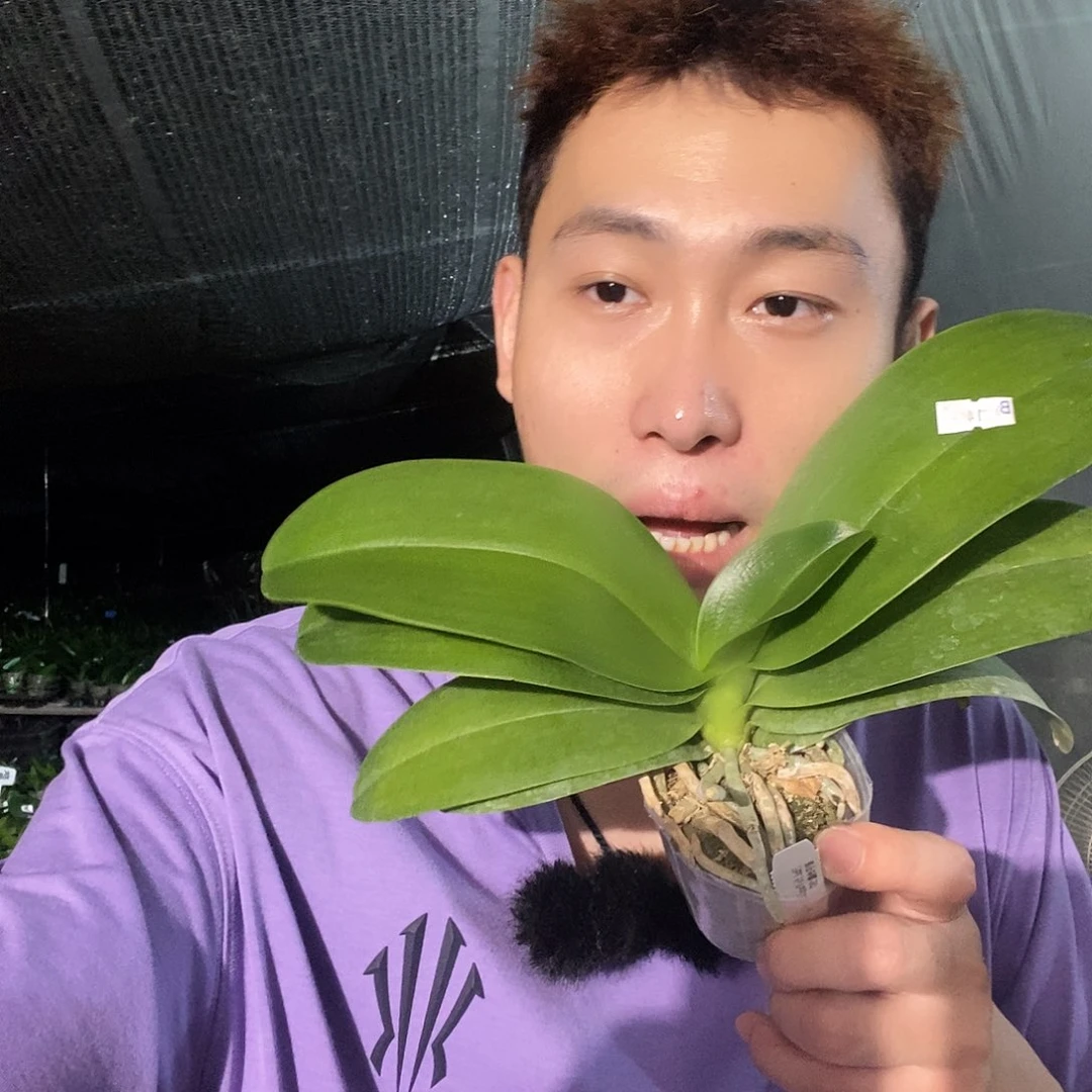 无花朵紫与铃铛387