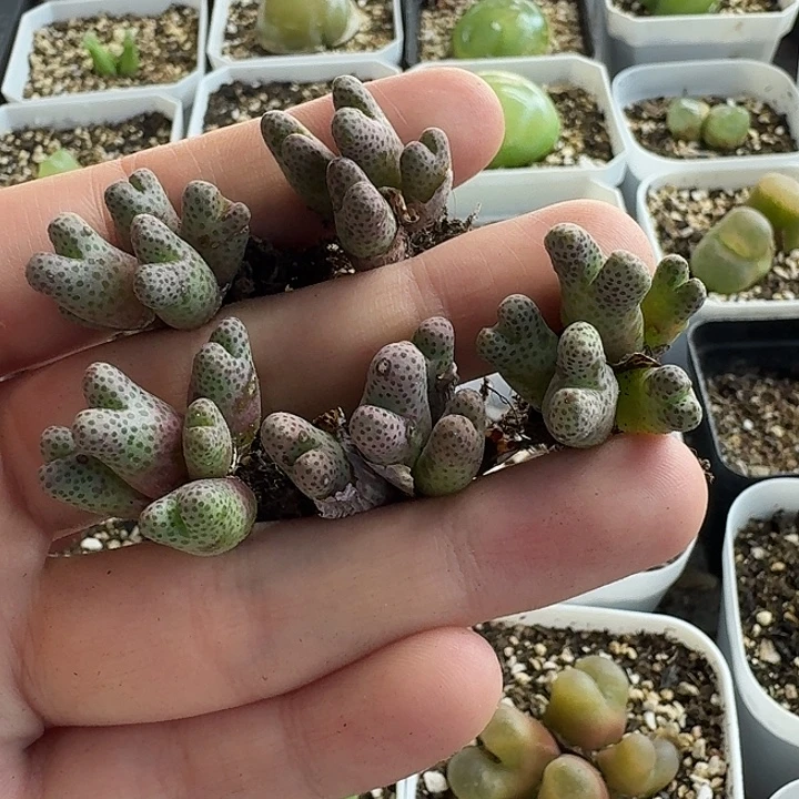 青***遥老马生石花斑马1618