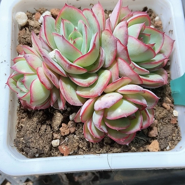 多肉植物牡丹亭201