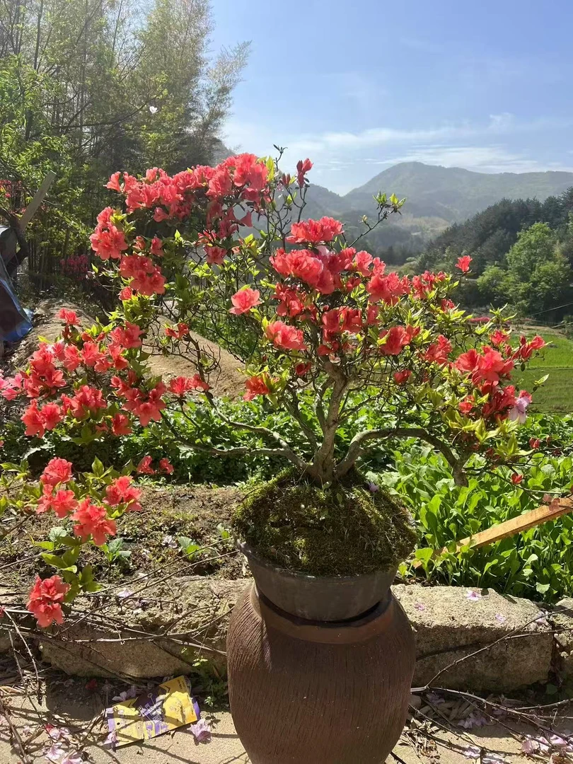 大别山映山红花卉