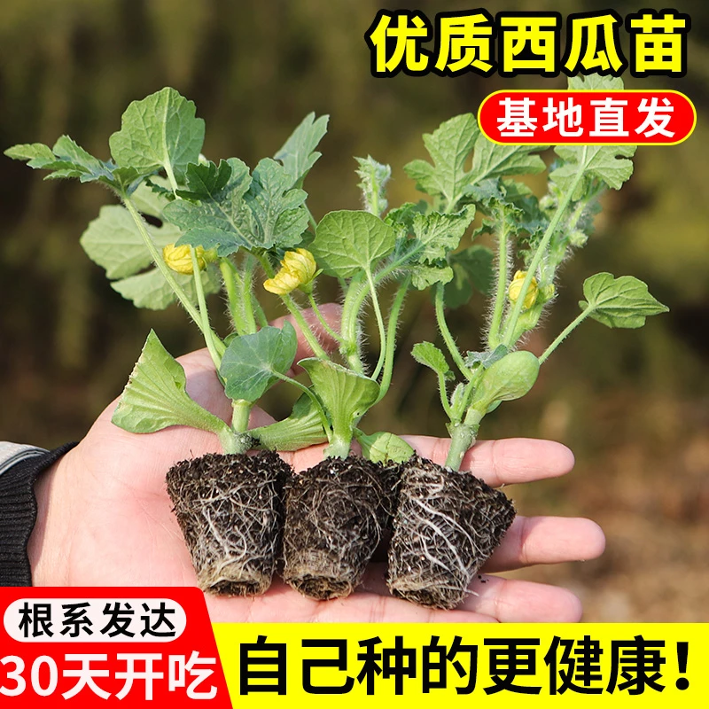 【10颗送10颗】嫁接西瓜苗麒麟8424无籽红玉特大西瓜苗秧阳台盆栽