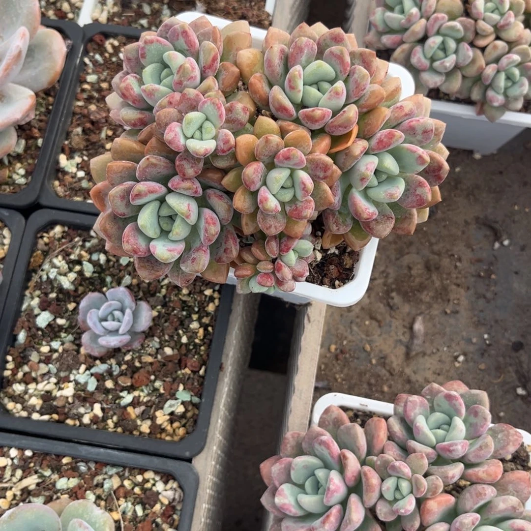 花瓣露多肉植物ertachunvm