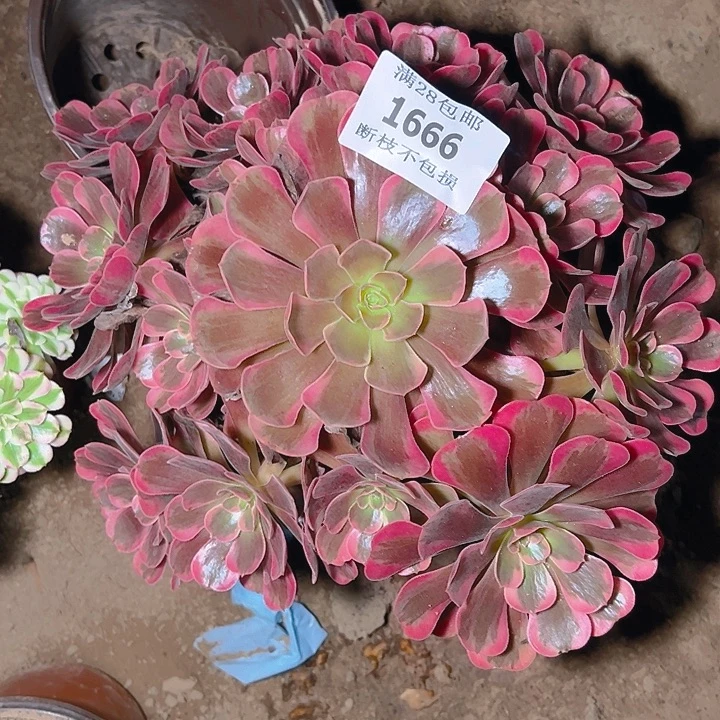 1666爱神多肉植物保护
