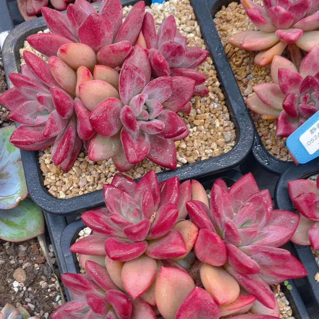 0524-6-全状态赫菲斯托老桩大群一颗