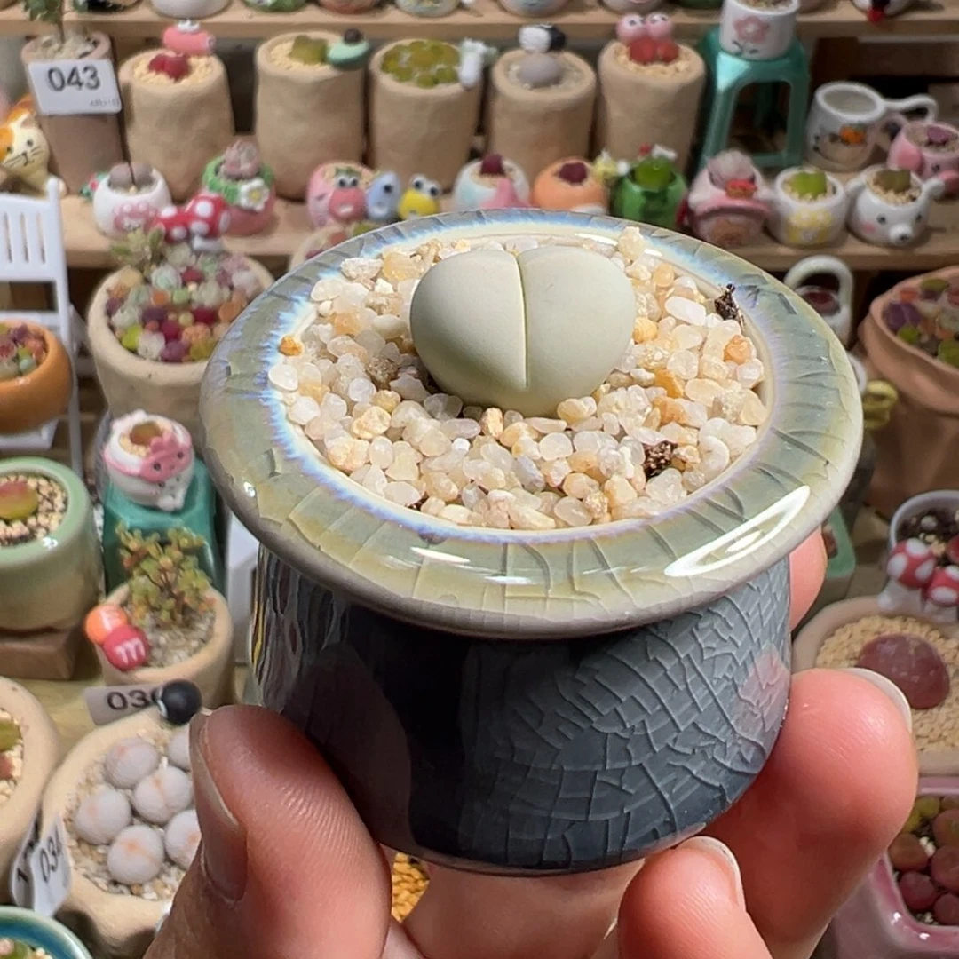 多肉植物48号春桃