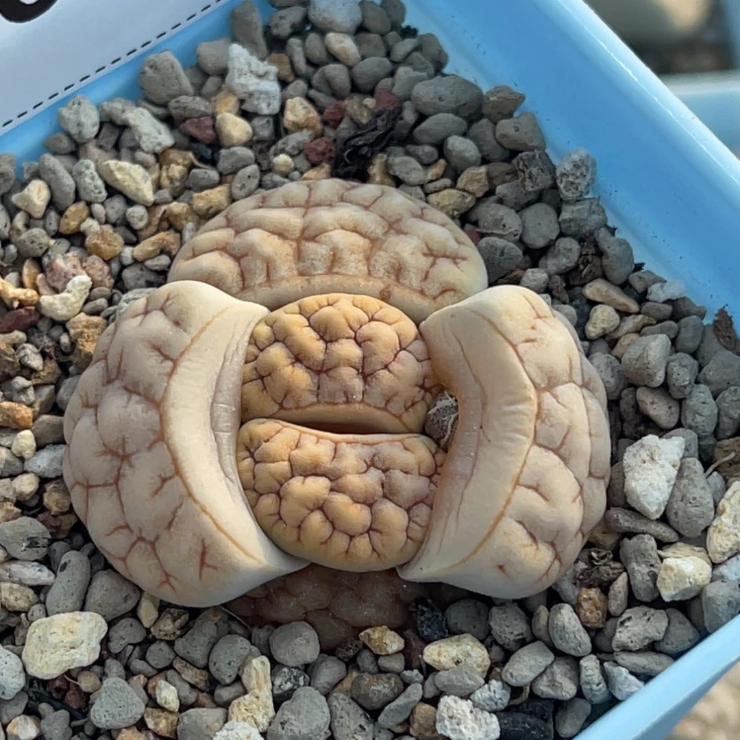 0836凹凸粗纹189尺寸3.7