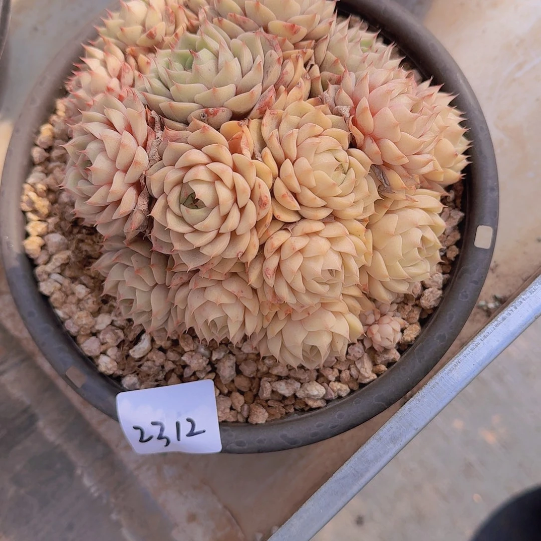 不****调2312本巴多肉植物