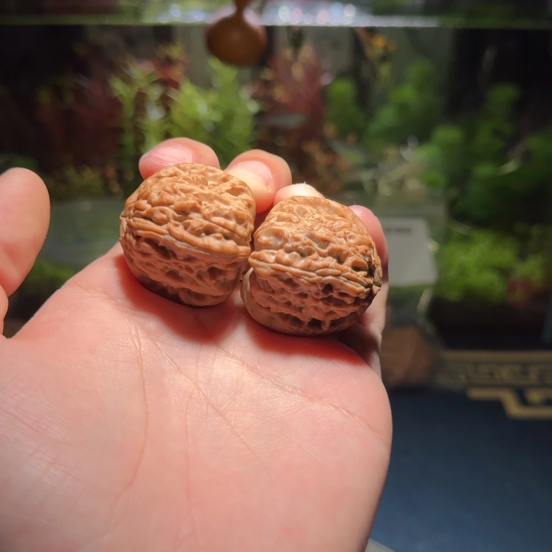 345号35白狮子文玩核桃