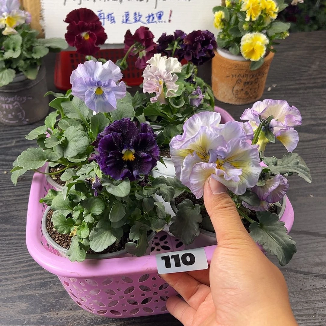 大部分花苞少量开放110号