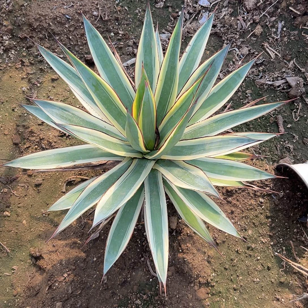 多肉植物蓝光龙舌兰