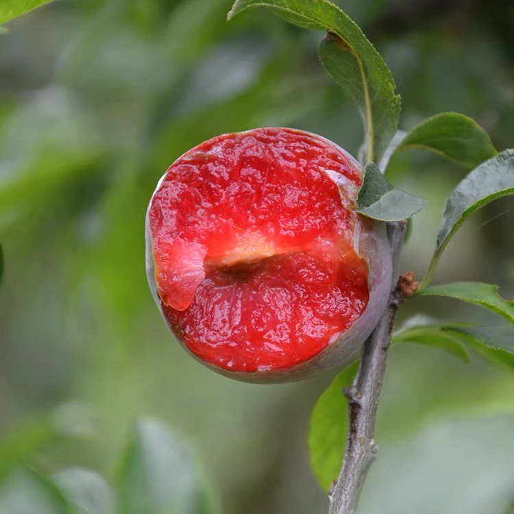 新鲜现摘正宗红心三华李当季酸甜脆口应季水果