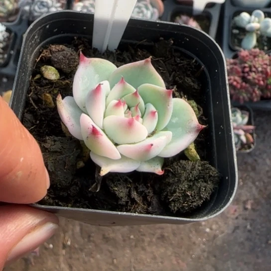 192吉娃娃锦多肉植物多