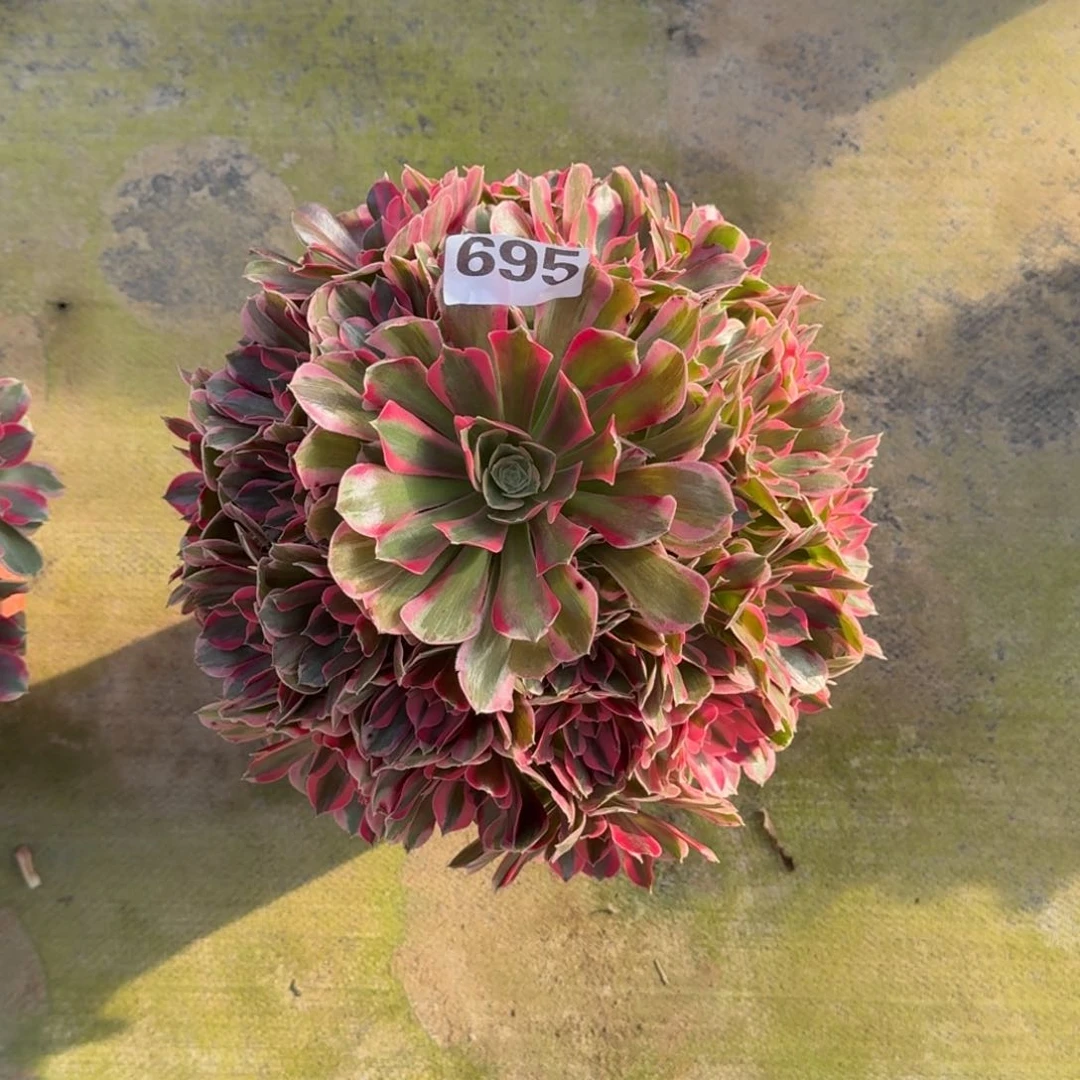 695！粉水晶法师多肉植物