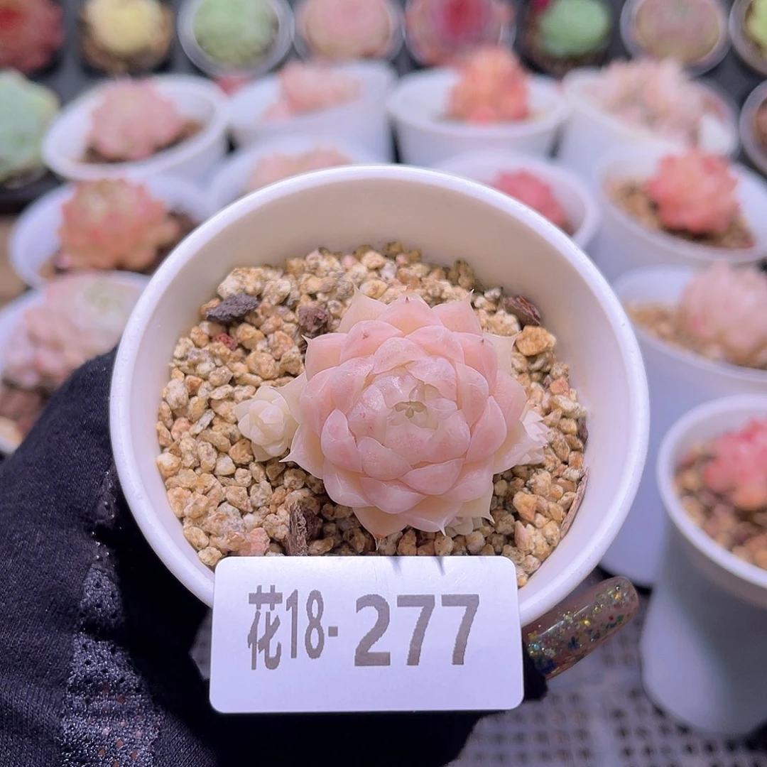 花利美18-277麦秆 不包整