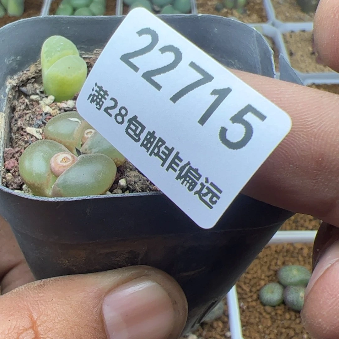 薄****大家过年好22715