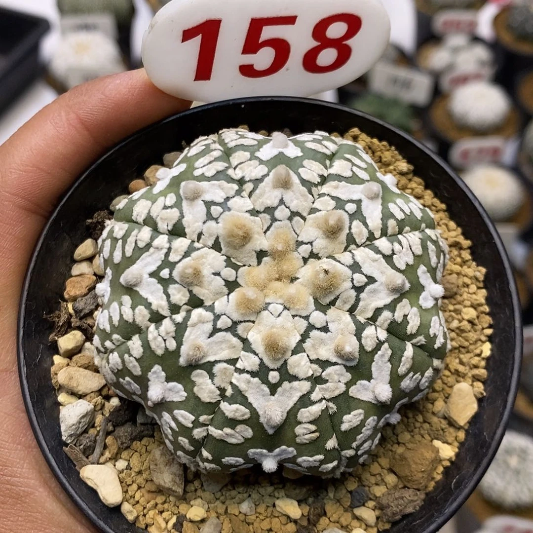 158福利特价咯福利微瑕